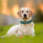 Halsband für Hunde aus Leder mit individueller Gravur - Image