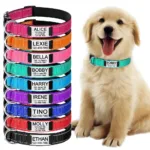 Collier pour chien personnalise