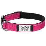 Halsband für Hunde mit Personalisierung - Image