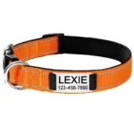 Halsband für Hunde mit Personalisierung - Image