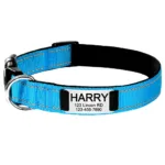 Halsband für Hunde mit Personalisierung - Image