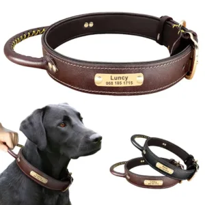 collier pour chien de chasse grave