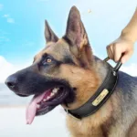 Halsband für Jagdhund mit Gravur - Image
