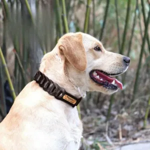 collier chien chasse grave expo 1