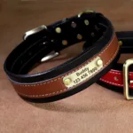 Halsband Hund mit Namen - Image