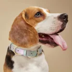 Halsband leuchtendes Hundepersonalisierung - Image