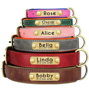 collier chien avec plaque gravee